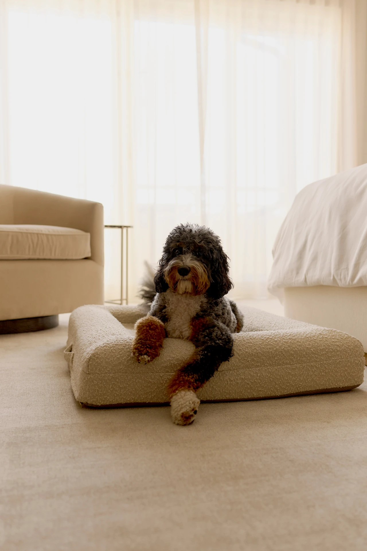 Dog resting on a beige bed in a cozy room with soft natural light.