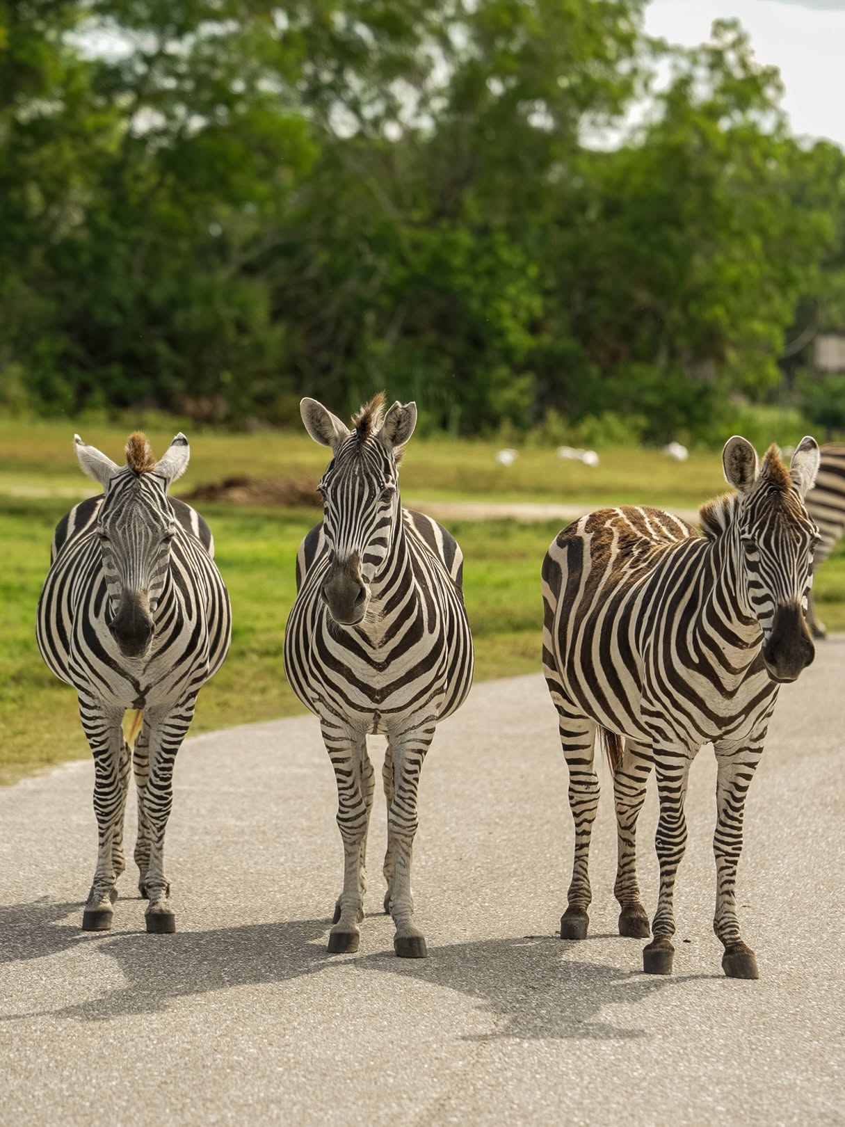 Lion Country Safari Experience